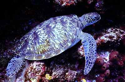 Sea turtle in a coral reef